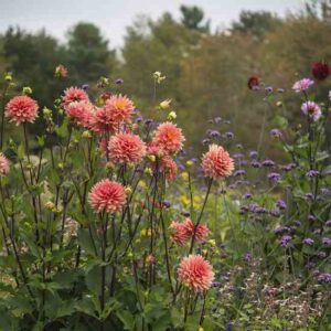 The Gardener’s Version of a Selfie Image